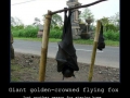 Is that you Batman?