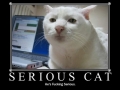 Serious cat