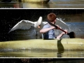 Swan with swag