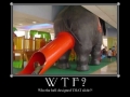 Wtf?!