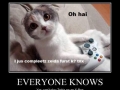 Kitten duz magics!
