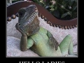 Hello Ladies