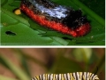 Just some caterpillars