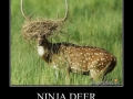 There is a deer in this pic?
