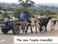 The New Toyota Cowrolla.