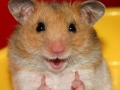 Always listen to hamsters!