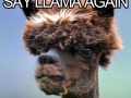 Don't call Alpacas, Llamas!