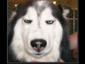 This dog has had it!