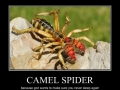 Camel Spider