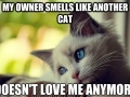 Smells like another cat