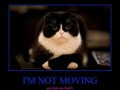 Angry cat is angry!