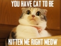 Are you kitten me?