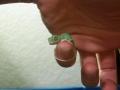 Baby chameleon