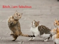 B*tch, I'm fabulous!