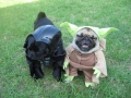 Yoda & Darth Vader