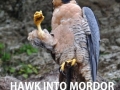 Boromir's pet bird