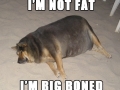I'm not fat