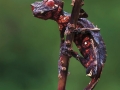 Demonic Horned Lizard