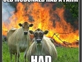 Evil cows