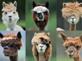 Llama haircuts