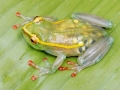 Transparent pregnant frog