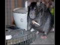 Gangsta Hamsta