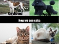 Truth about cats & dogs
