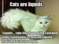 Cats are liquids