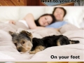 Evolution of pet sleeping