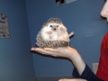 Kung Fu Hedgie!