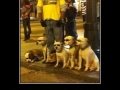 Yo dawg