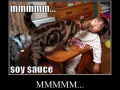 The feline catipede!