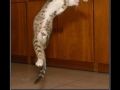 Shoryuken