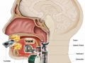 Mouth anatomy of beatboxer