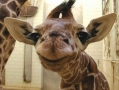 A smiling giraffe