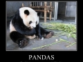 Pandas