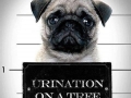 Pug Life