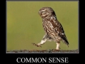 Common sense