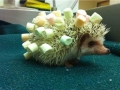 Hedgie's new haircut