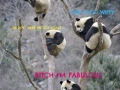 Pandas in a tree
