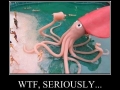 Because it�s awesome?