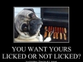 Why dogs aren't chefs
