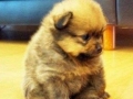 Sad Ewok Puppy
