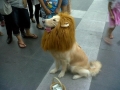 Believe me, I'm a lion!