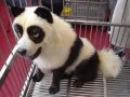 The Panda Dog
