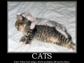 Cats
