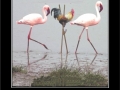 Chicks on stilts
