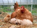 Confused Mother Chicken