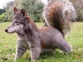 Squirreldog