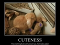 Cuteness